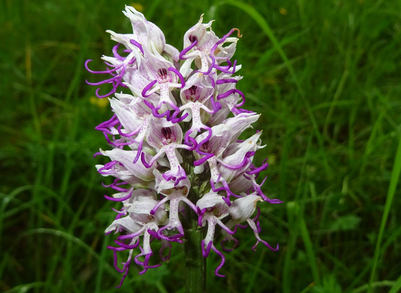 Orchis simia